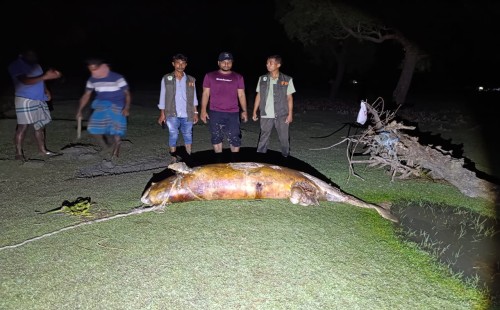 গুলিয়াখালি সৈকতে তিন দিন পড়ে ছিল মৃত ডলফিন, দুর্গন্ধে পর্যটকদের ভোগান্তি