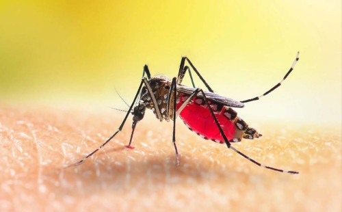 ডেঙ্গুতে ২৪ ঘণ্টায় আরও ৪ জনের মৃত্যু, হাসপাতালে ভর্তি ১১০১ জন